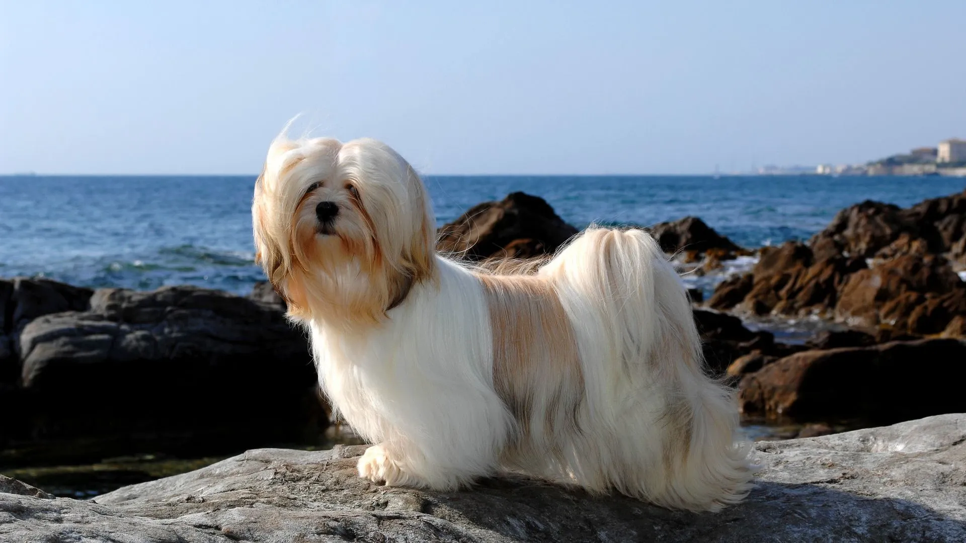 Lhasa Apso